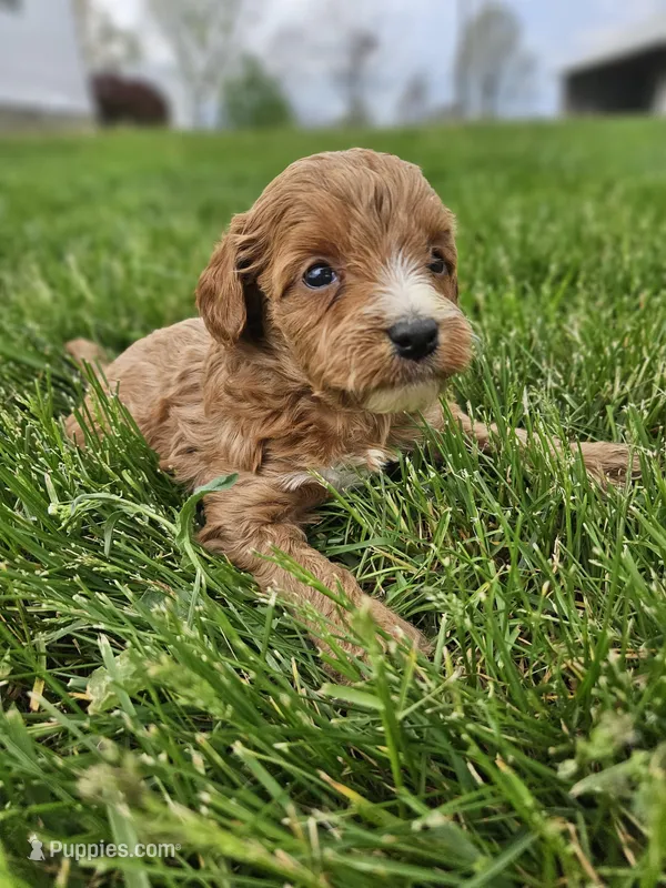 Chase – Cavapoo puppy for sale in Crab Orchard, KY