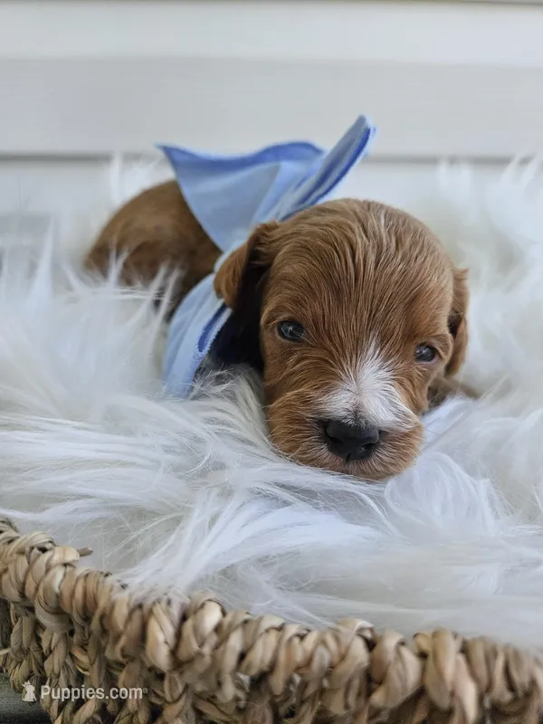 Chase – Cavapoo puppy for sale in Crab Orchard, KY