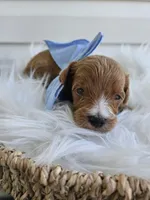 Chase, a male Cavapoo for sale in Crab Orchard, KY – Photo 1 of 5