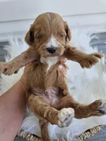 Chase, a male Cavapoo for sale in Crab Orchard, KY – Photo 3 of 5