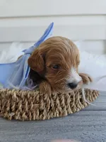 Chase, a male Cavapoo for sale in Crab Orchard, KY – Photo 2 of 5