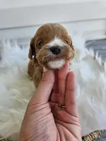 Chase, a male Cavapoo for sale in Crab Orchard, KY – Photo 5 of 5