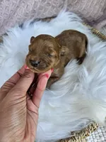 Mischief , a male Cavapoo for sale in Crab Orchard, KY – 1 of 4