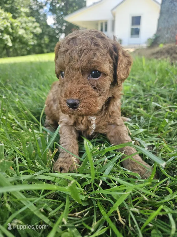 Stormy – Cavapoo puppy for sale in Crab Orchard, KY