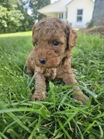 Stormy, a male Cavapoo for sale in Crab Orchard, KY – 1 of 5