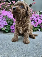 Griff, a male Cavapoo for sale in Crab Orchard, KY – 4 of 4