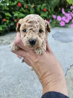Winston, a female Bichpoo for sale in Crab Orchard, KY – 5 of 5