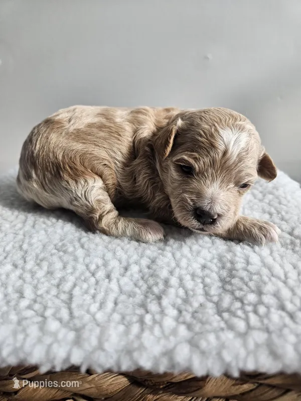 Blondie – Bichpoo puppy for sale in Crab Orchard, KY