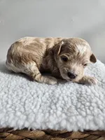 Blondie, a female Bichpoo for sale in Crab Orchard, KY – Photo 1 of 4