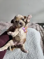 Blondie, a female Bichpoo for sale in Crab Orchard, KY – Photo 4 of 4