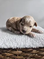 Blondie, a female Bichpoo for sale in Crab Orchard, KY – Photo 2 of 4