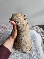 Blondie, a female Bichpoo for sale in Crab Orchard, KY – Photo 3 of 4