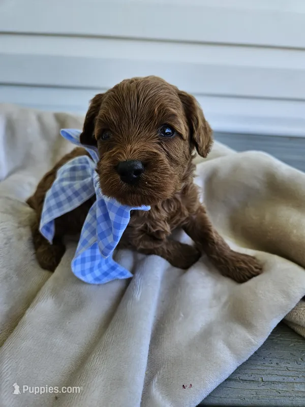 Mischief  – Cavapoo puppy for sale in Crab Orchard, KY