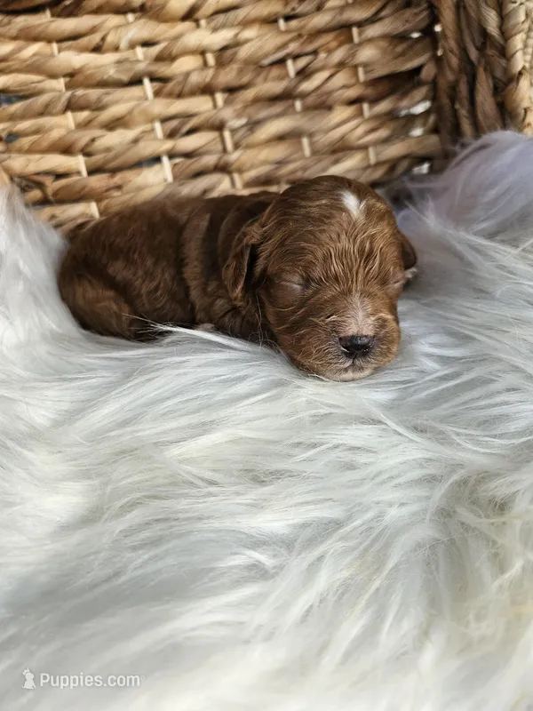Hattie – Cavapoo puppy for sale in Crab Orchard, KY