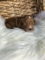 Hattie, a female Cavapoo for sale in Crab Orchard, KY – 1 of 6
