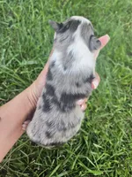 Luna, a female Australian Shepherd for sale in Crab Orchard, KY – 4 of 8