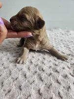 Cody, a male Cavapoo for sale in Crab Orchard, KY – Photo 2 of 6