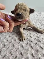 Cody, a male Cavapoo for sale in Crab Orchard, KY – Photo 4 of 6