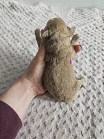 Cody, a male Cavapoo for sale in Crab Orchard, KY – Photo 6 of 6