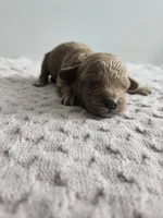 Cody, a male Cavapoo for sale in Crab Orchard, KY – Photo 3 of 6