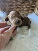 Goose, a male Cavapoo for sale in Crab Orchard, KY – 6 of 7