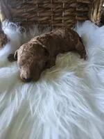 Griff, a male Cavapoo for sale in Crab Orchard, KY – 3 of 7