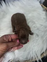 Sammy, a male Cavapoo for sale in Crab Orchard, KY – 4 of 4