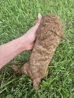 Sammy, a male Cavapoo for sale in Crab Orchard, KY – 5 of 5