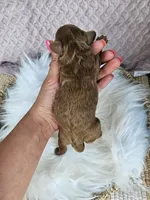 Jet, a male Cavapoo for sale in Crab Orchard, KY – 3 of 4