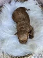 Marlie, a female Cavapoo for sale in Crab Orchard, KY – 3 of 4