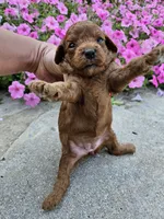 Honey, a female Cavapoo for sale in Crab Orchard, KY – 4 of 4