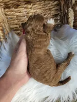 Hattie, a female Cavapoo for sale in Crab Orchard, KY – 4 of 6
