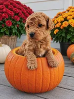 Waffle, a male Bichpoo for sale in Crab Orchard, KY – 1 of 4
