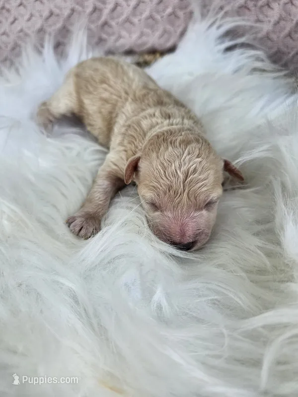 Rocky – Bichpoo puppy for sale in Crab Orchard, KY