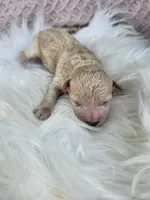 Rocky, a female Bichpoo for sale in Crab Orchard, KY – 1 of 3