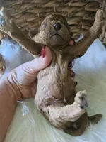 Gentry, a male Cavapoo for sale in Crab Orchard, KY – 2 of 7