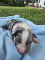 Lincoln , a male Australian Shepherd for sale in Crab Orchard, KY – 5 of 7