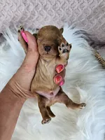 Rusty, a female Bichpoo for sale in Crab Orchard, KY – 2 of 4