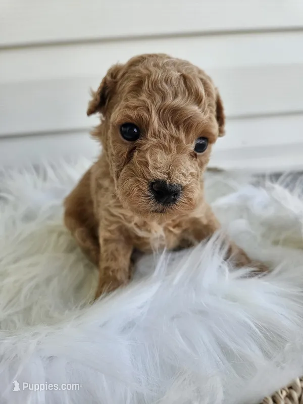 Bruno – Poochon puppy for sale in Crab Orchard, KY