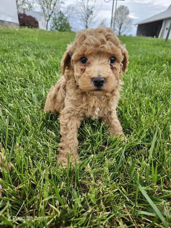 Bruno – Poochon puppy for sale in Crab Orchard, KY