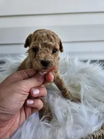 Bruno, a male Poochon for sale in Crab Orchard, KY – Photo 6 of 6
