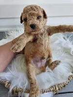 Bruno, a male Poochon for sale in Crab Orchard, KY – Photo 5 of 6