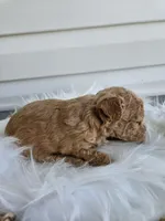 Bruno, a male Poochon for sale in Crab Orchard, KY – Photo 3 of 6