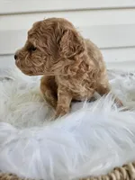 Bruno, a male Poochon for sale in Crab Orchard, KY – Photo 4 of 6