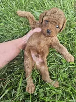 Sammy, a male Cavapoo for sale in Crab Orchard, KY – 3 of 5