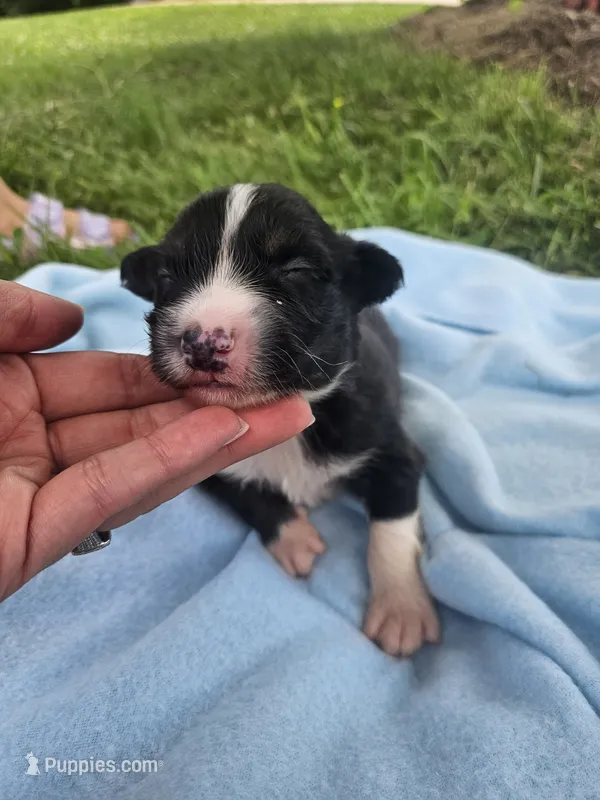 Ledger – Australian Shepherd puppy for sale in Crab Orchard, KY