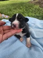 Ledger, a male Australian Shepherd for sale in Crab Orchard, KY – 1 of 7