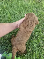 Jet, a male Cavapoo for sale in Crab Orchard, KY – 5 of 5
