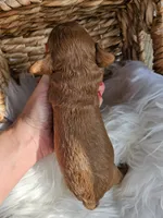 Huck, a male Cavapoo for sale in Crab Orchard, KY – 5 of 5
