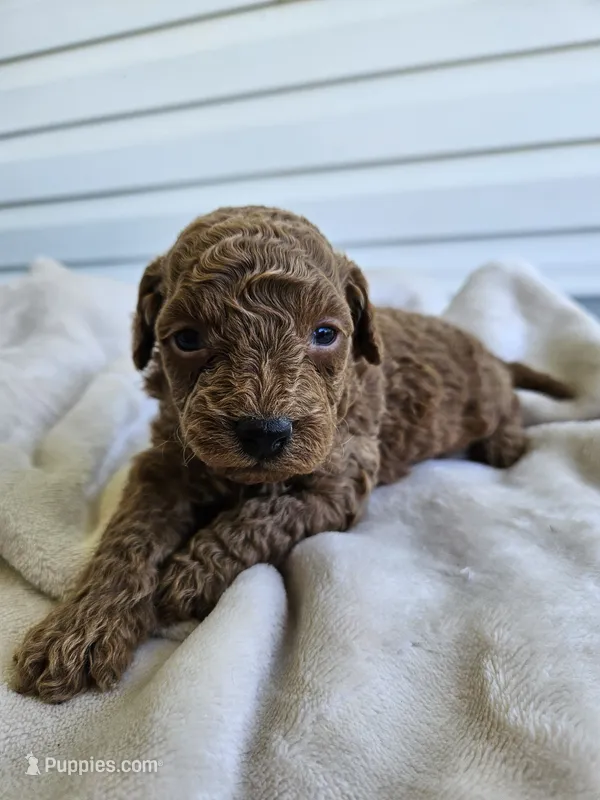 Joker – Cavapoo puppy for sale in Crab Orchard, KY